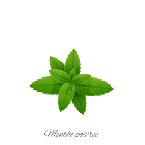 menthe-poivrée-Ingredients-FR-2023